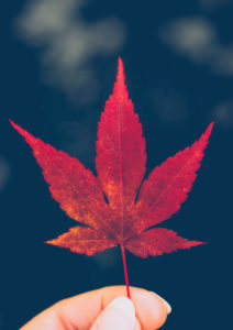 Hand, maple leaf, back light Hand, maple leaf, back light